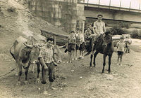 Labores en el campo cerca del puente del Río Umia (años 1950)